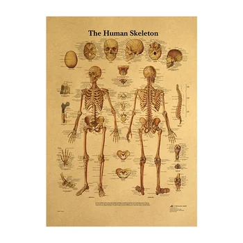 Telo Štruktúra Skeletu Nervový Systém Vintage Poster Lekárske Decoracion Maľovanie Domov Wall Art Kraft Papier, Samolepky Na Stenu